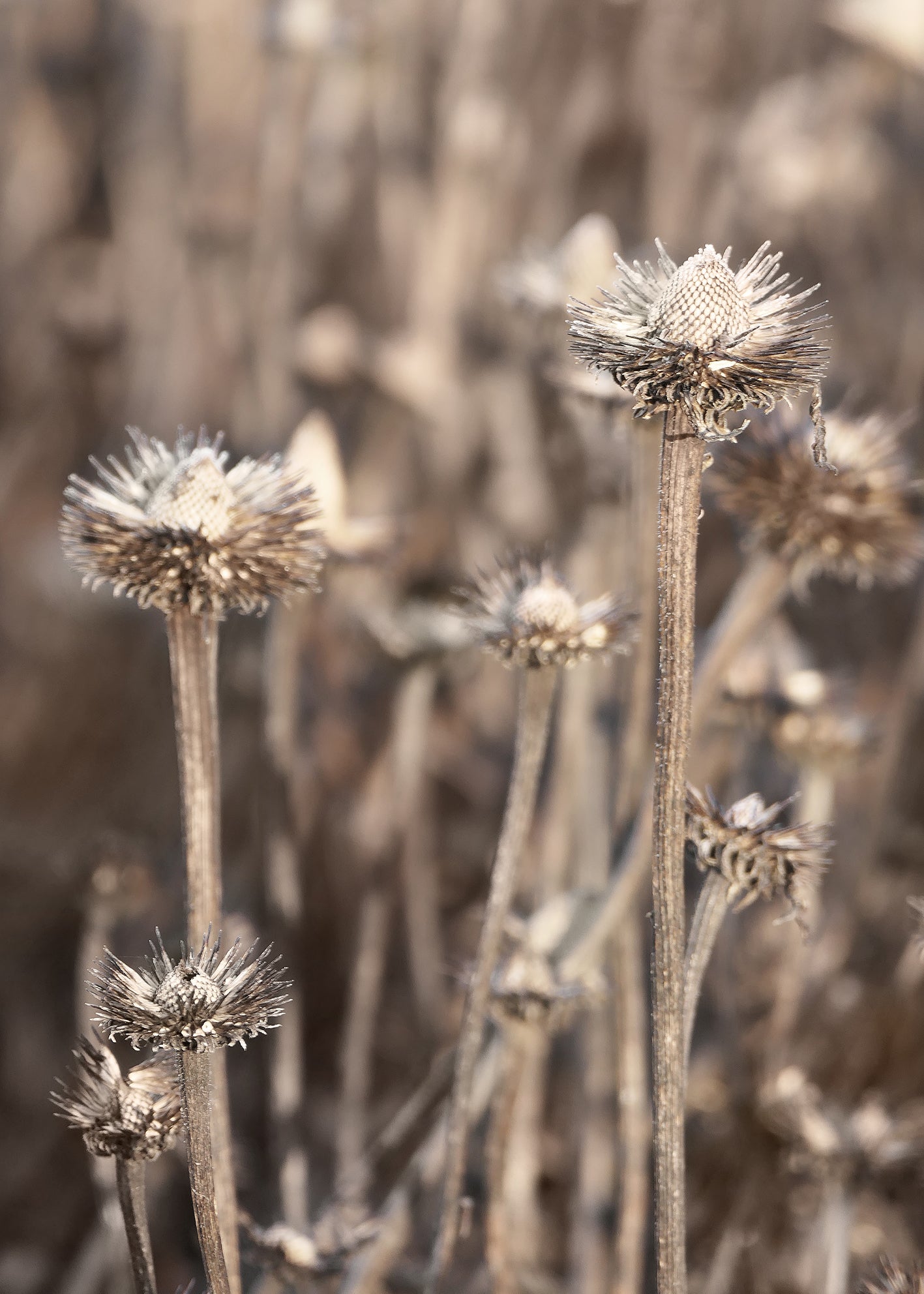 Canvastavla - Coneflowers