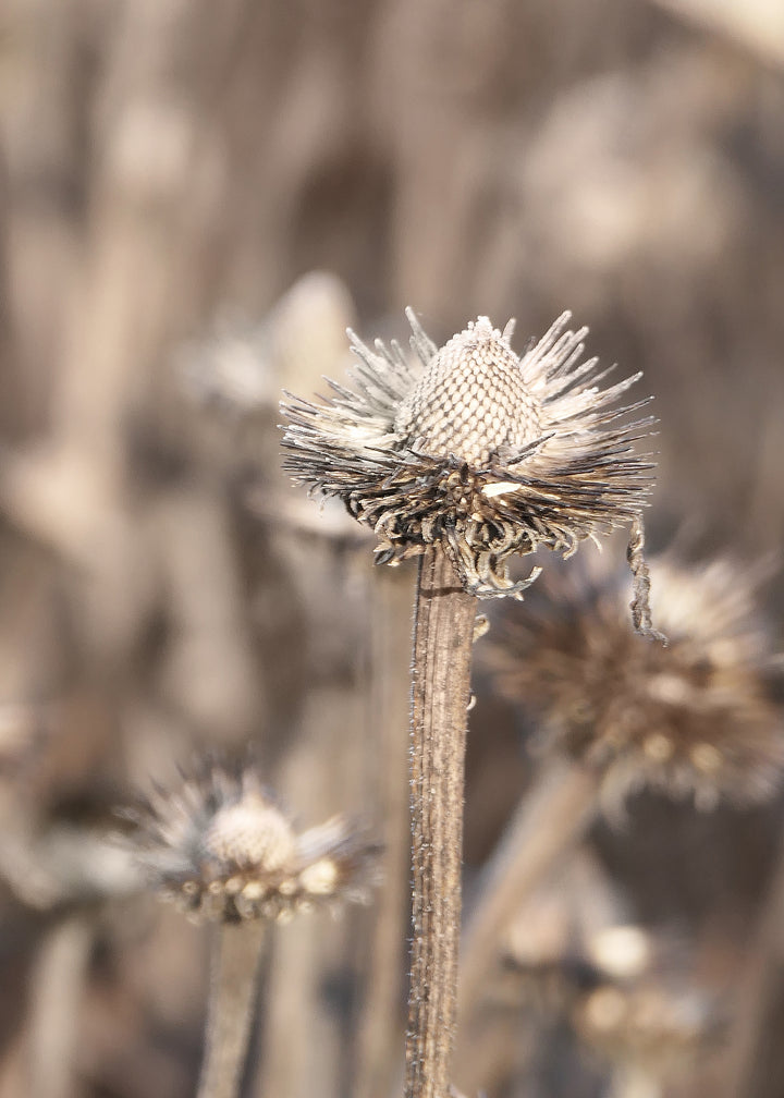 Canvastavla - Coneflowers