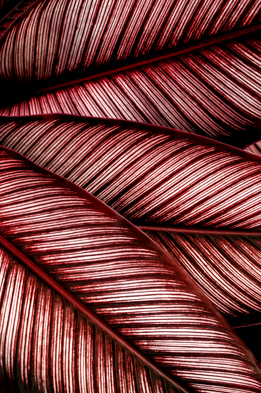 Canvastavla - Calathea