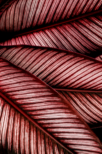 Ljuddämpande tavla - Calathea