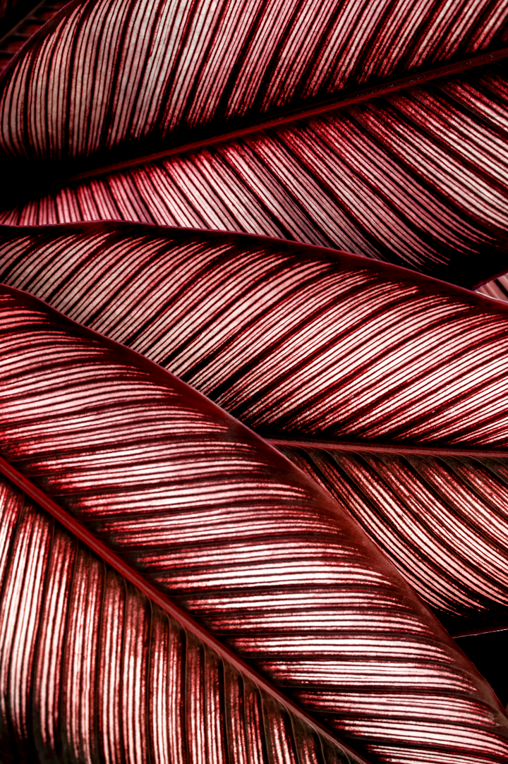 Ljuddämpande tavla - Calathea