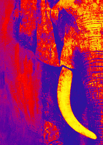 Abstrakt Oljemålning - Elefant