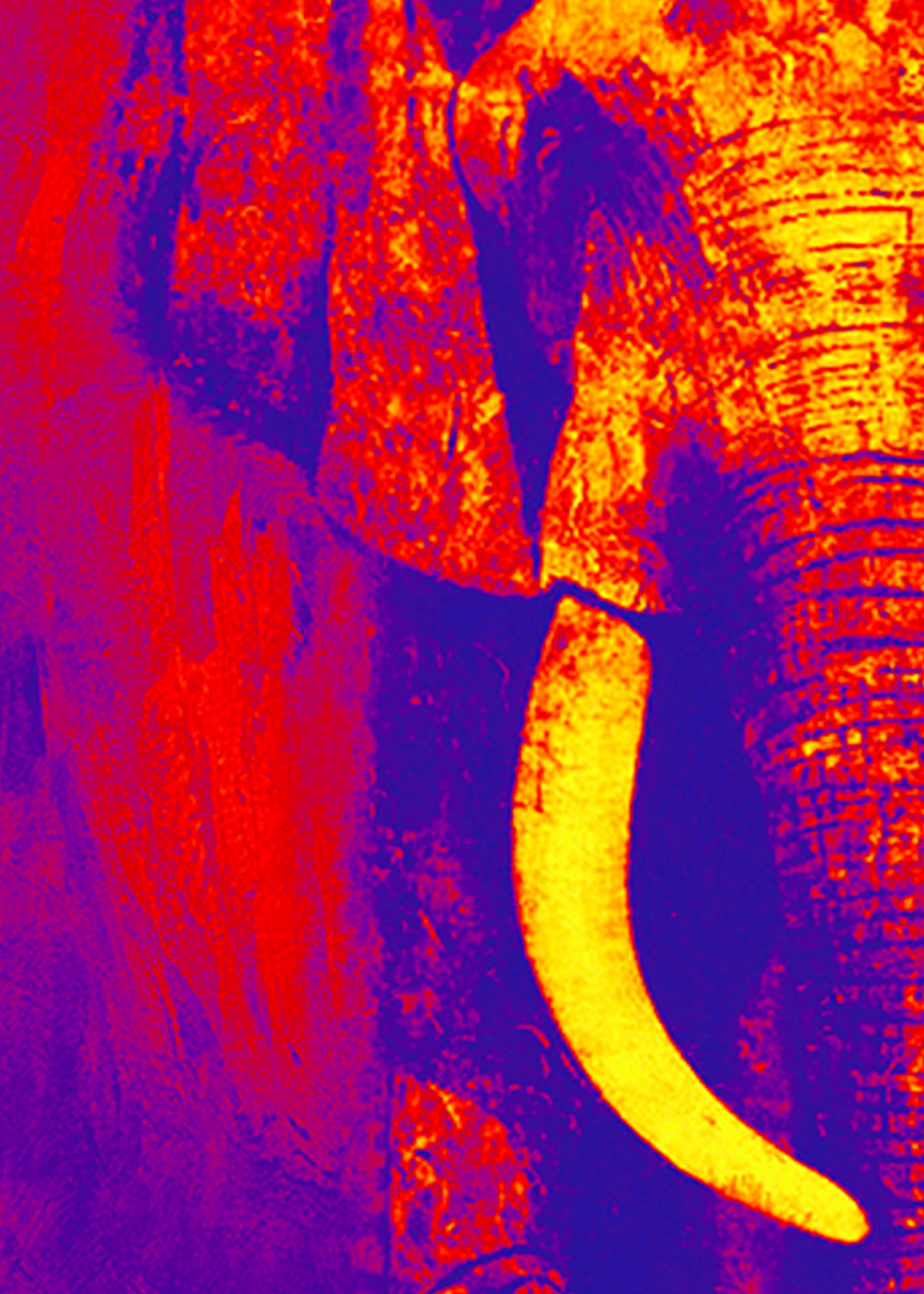 Abstrakt Oljemålning - Elefant