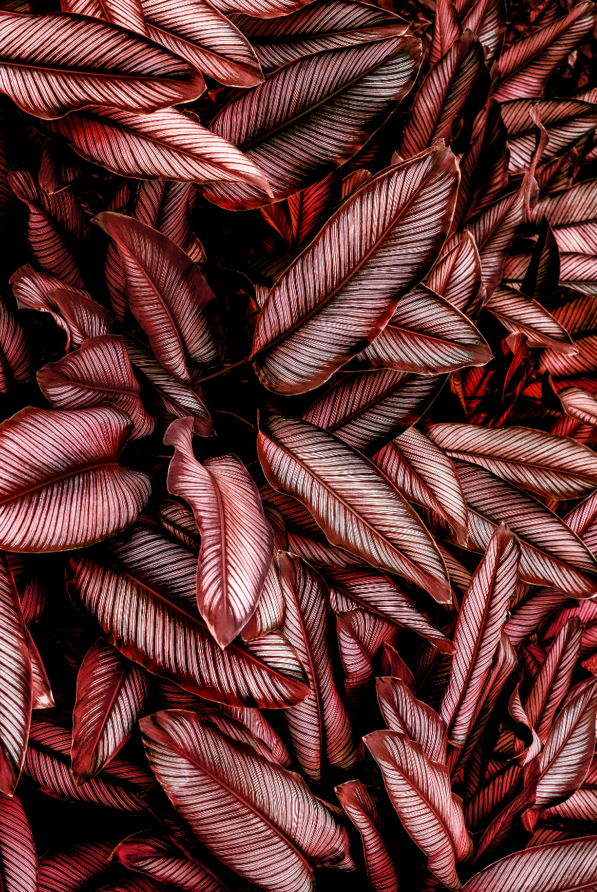 Canvastavla - Tropical Leaves