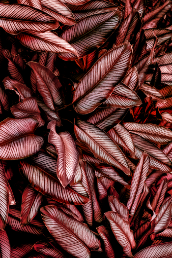 Ljuddämpande tavla - Tropical Leaves