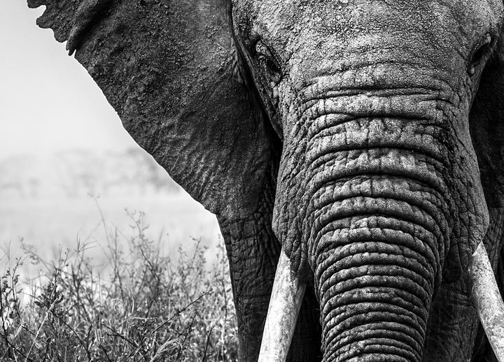 Canvastavla - Black & White Elephant