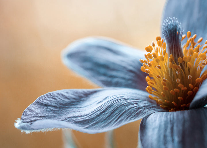 Canvastavla - Blue flowers