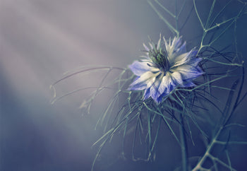 Canvastavla - Purple Flowers