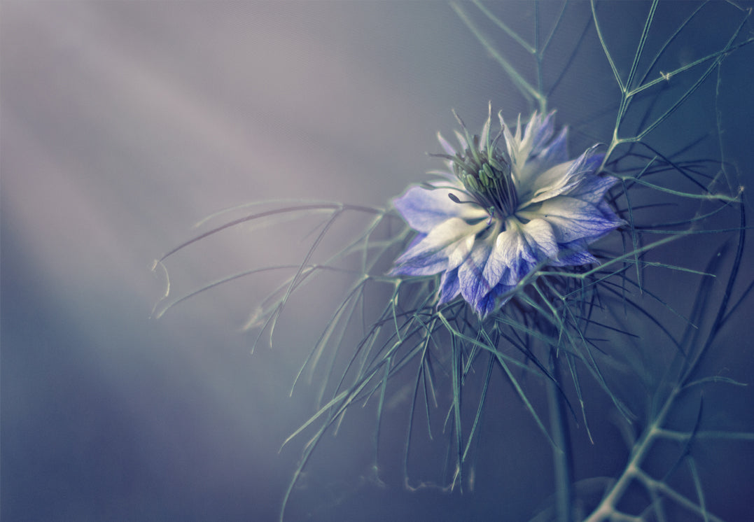Canvastavla - Purple Flowers