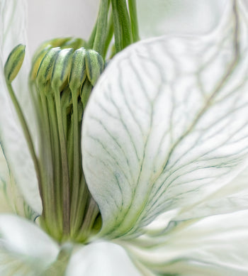 Canvastavla - White flowers