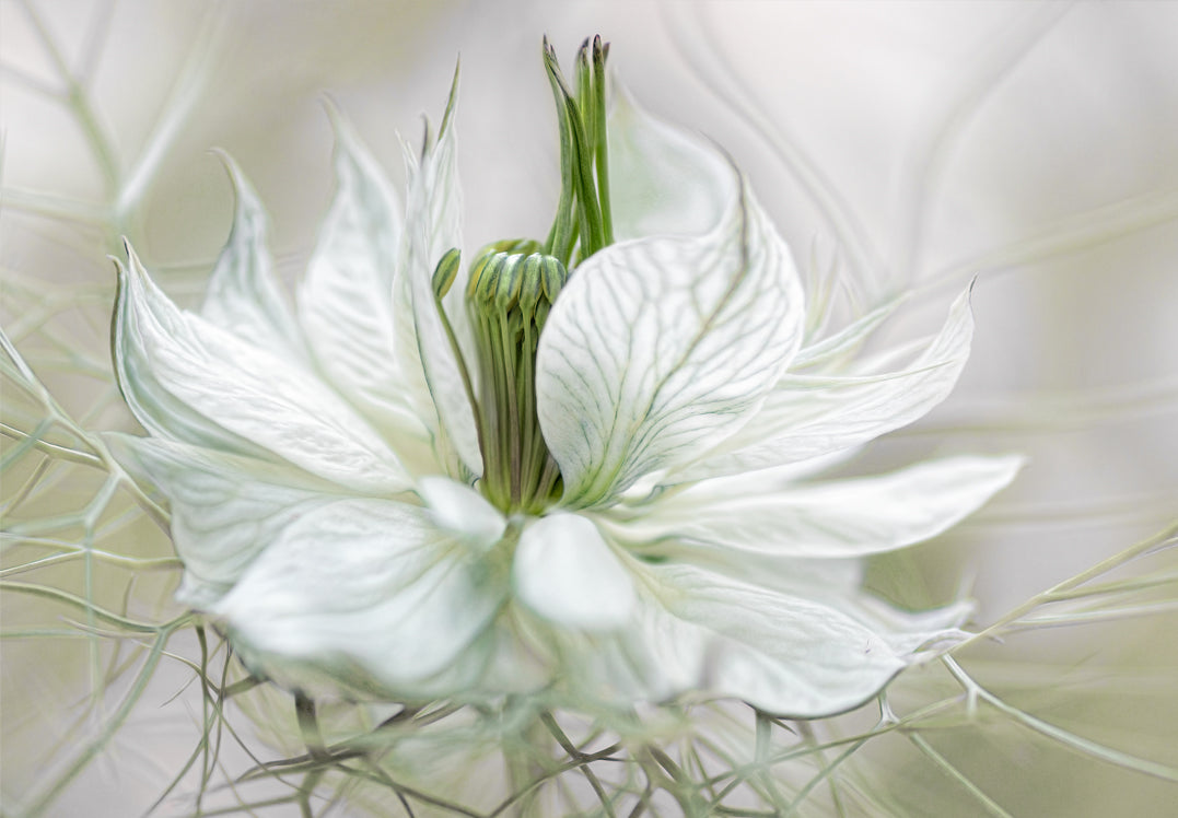 Canvastavla - White flowers
