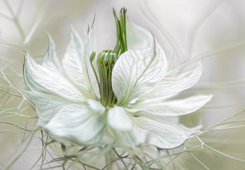 Canvastavla - White flowers