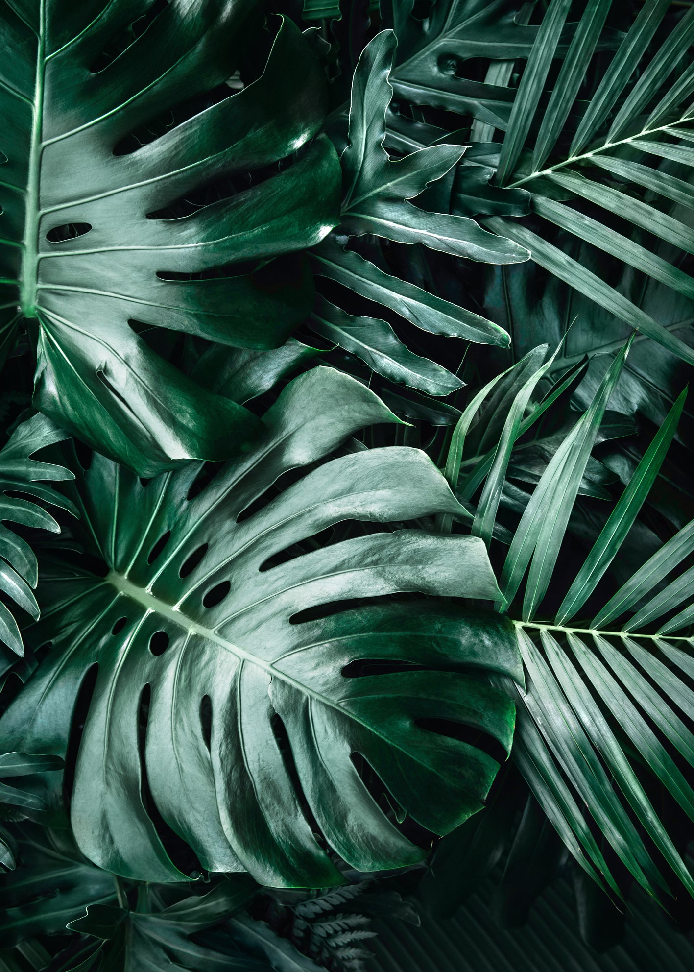 Canvastavla - Monstera