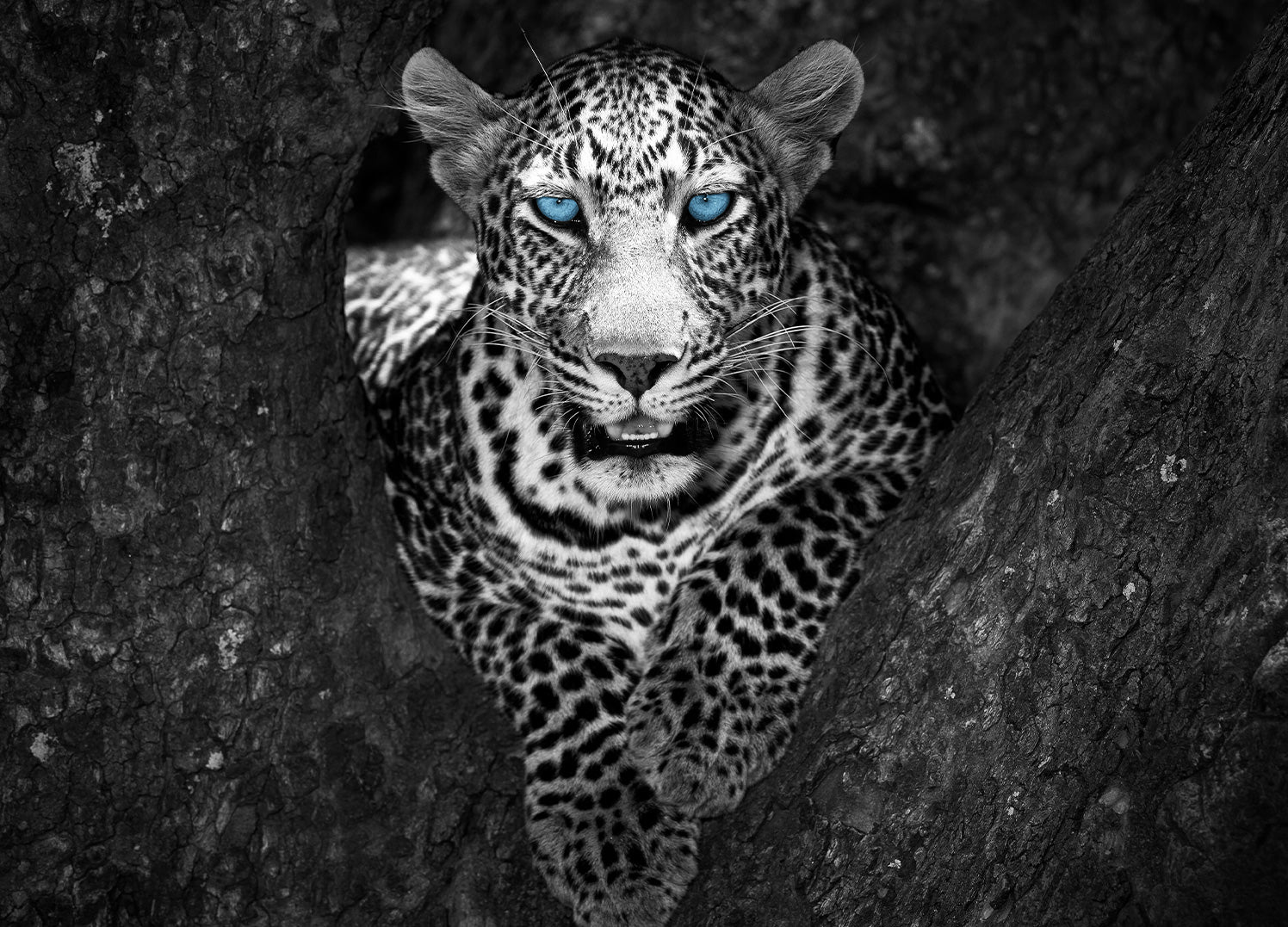 Canvastavla - Eyes of a Leopard
