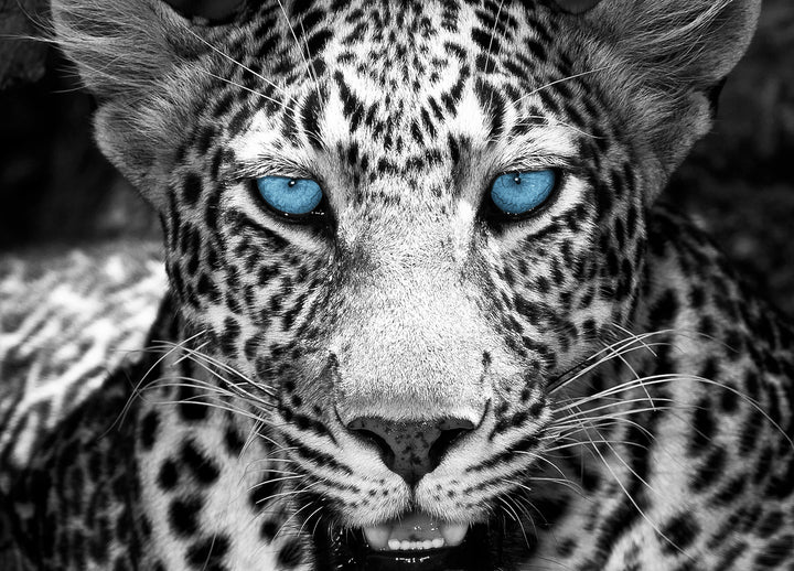 Canvastavla - Eyes of a Leopard