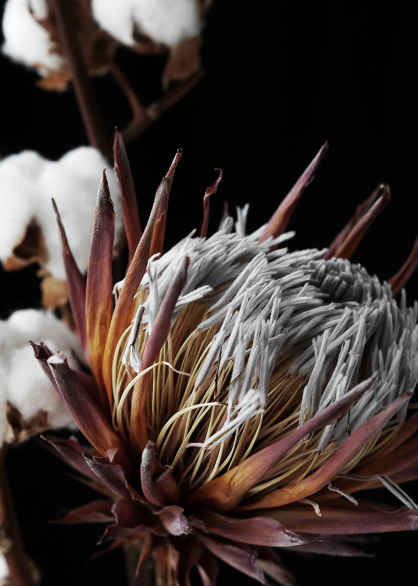 Canvastavla - Exotic