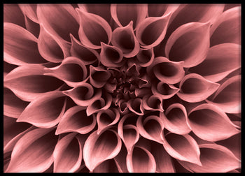 Poster - Perennials