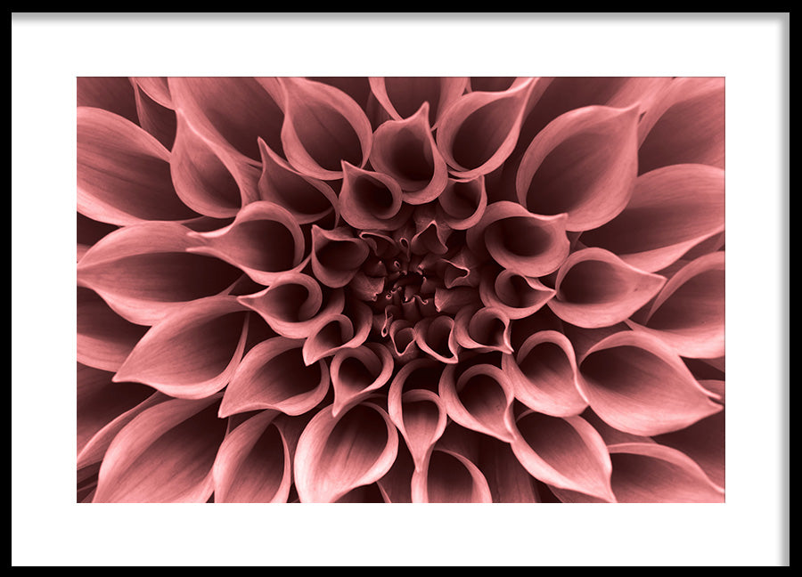 Poster - Perennials