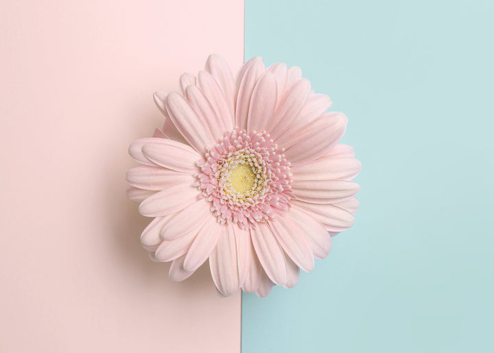 Canvastavla - Gerbera
