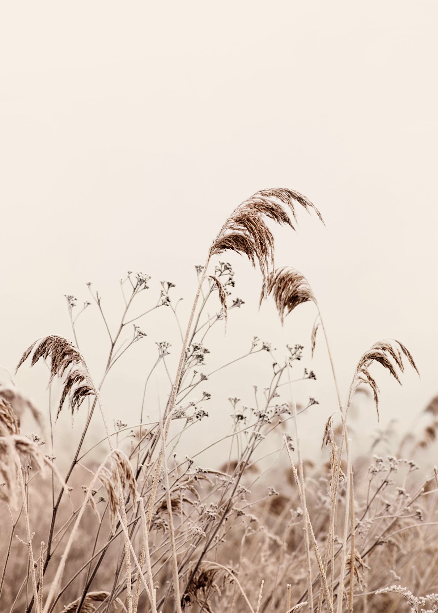 Canvastavla - Nature reeds