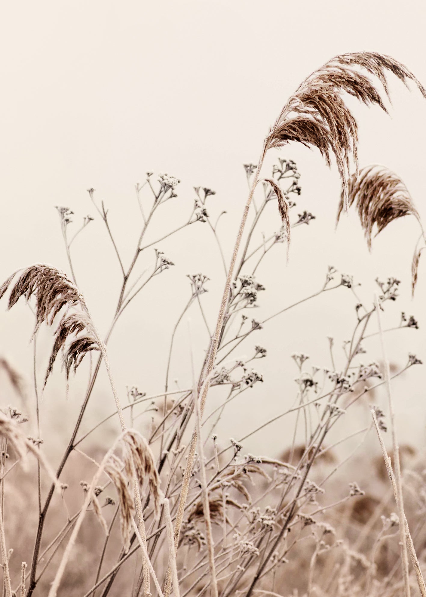 Canvastavla - Nature reeds