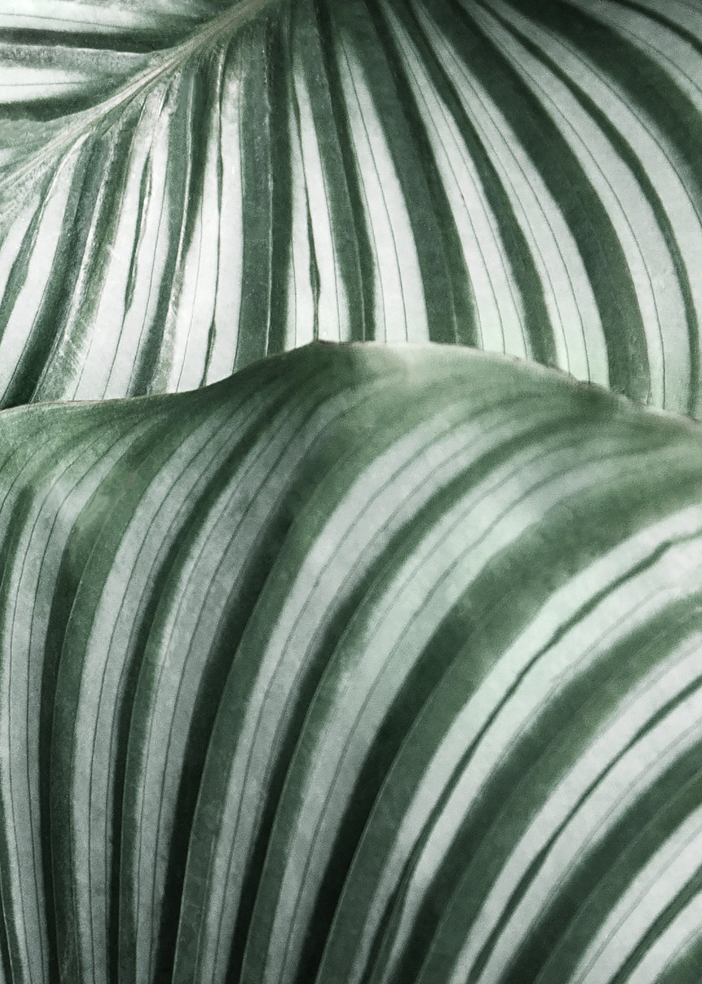 Canvastavla - Green Leavs