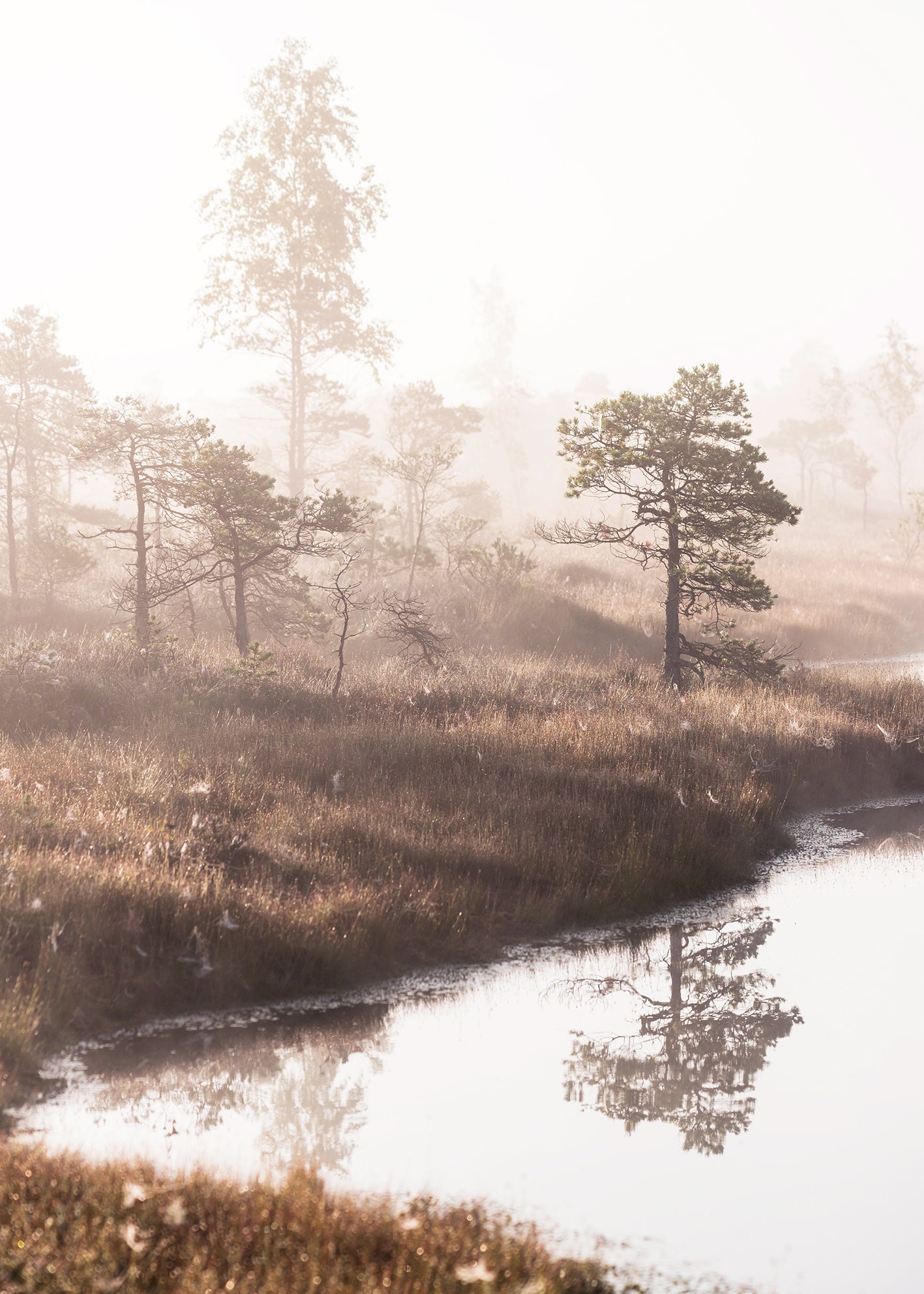 Canvastavla - Pine Trees