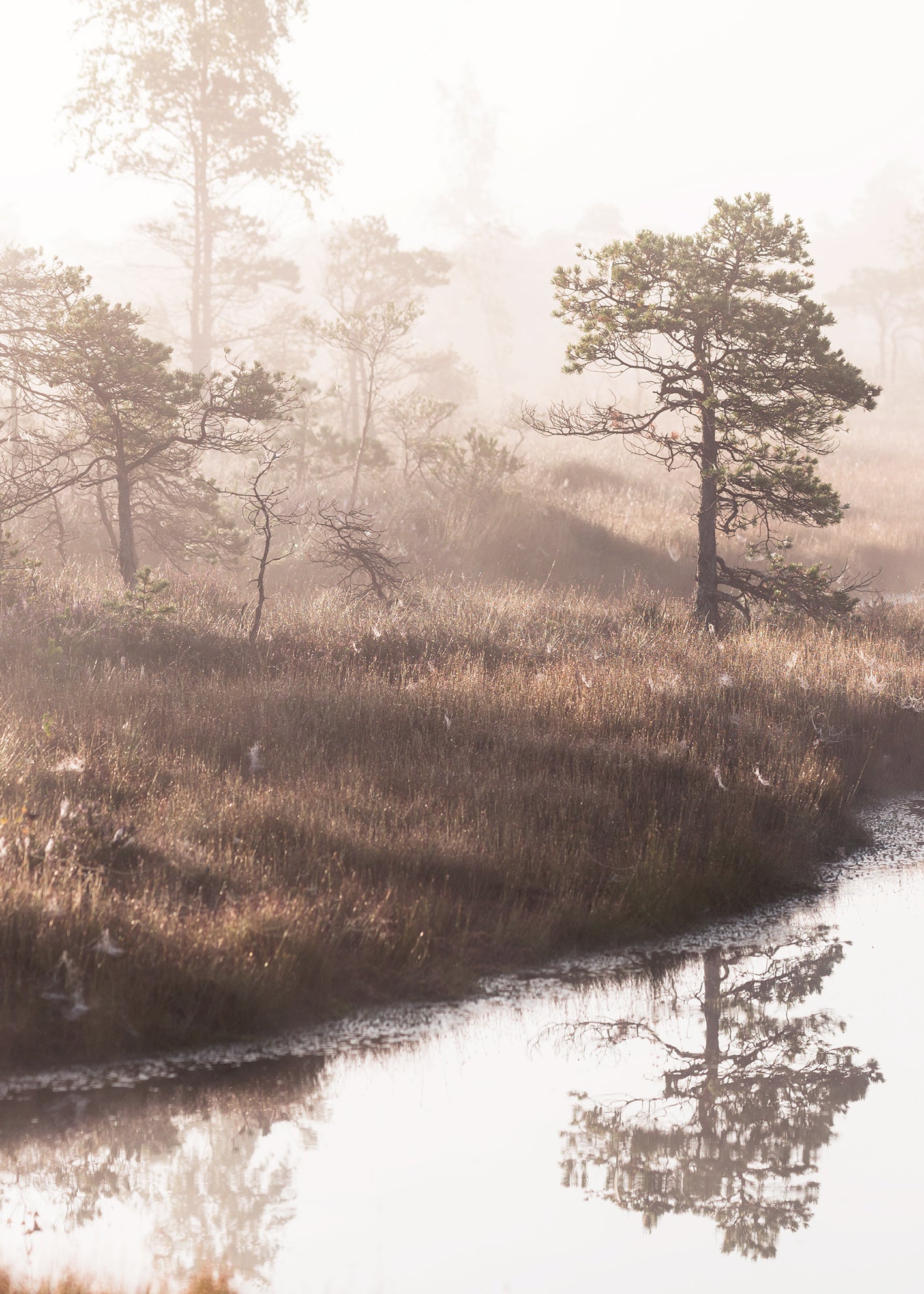 Canvastavla - Pine Trees