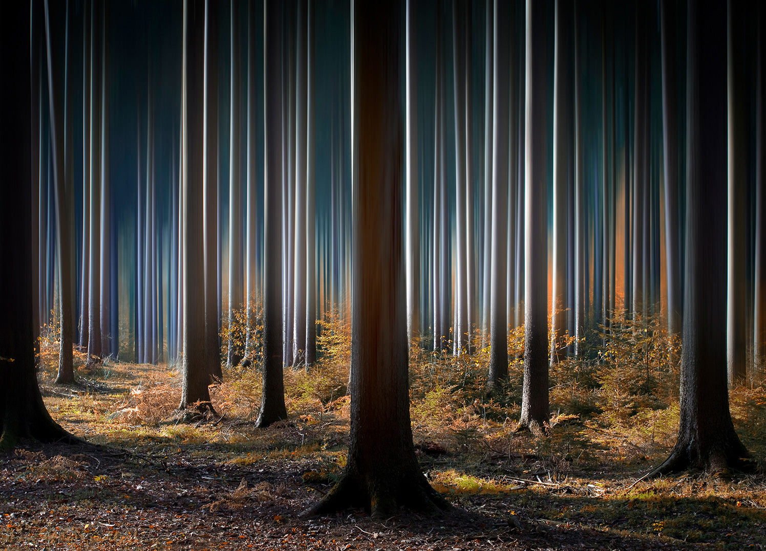 Canvastavla - Mysterious blue forest