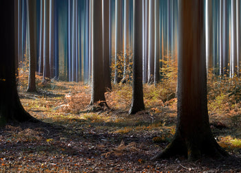 Canvastavla - Mysterious blue forest