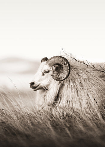 Canvastavla - Aries