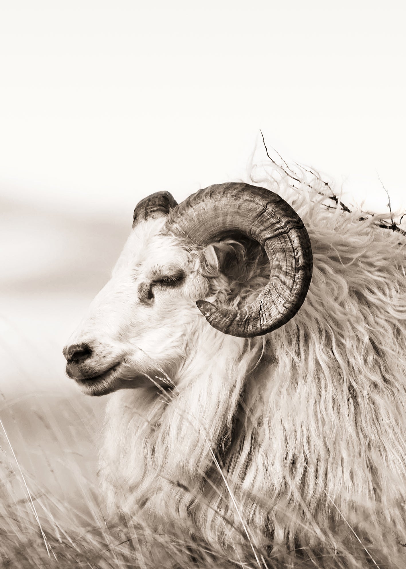 Canvastavla - Aries