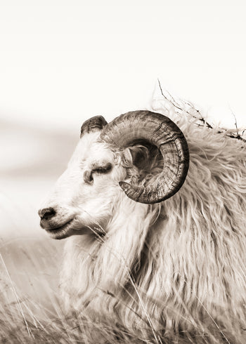 Canvastavla - Aries
