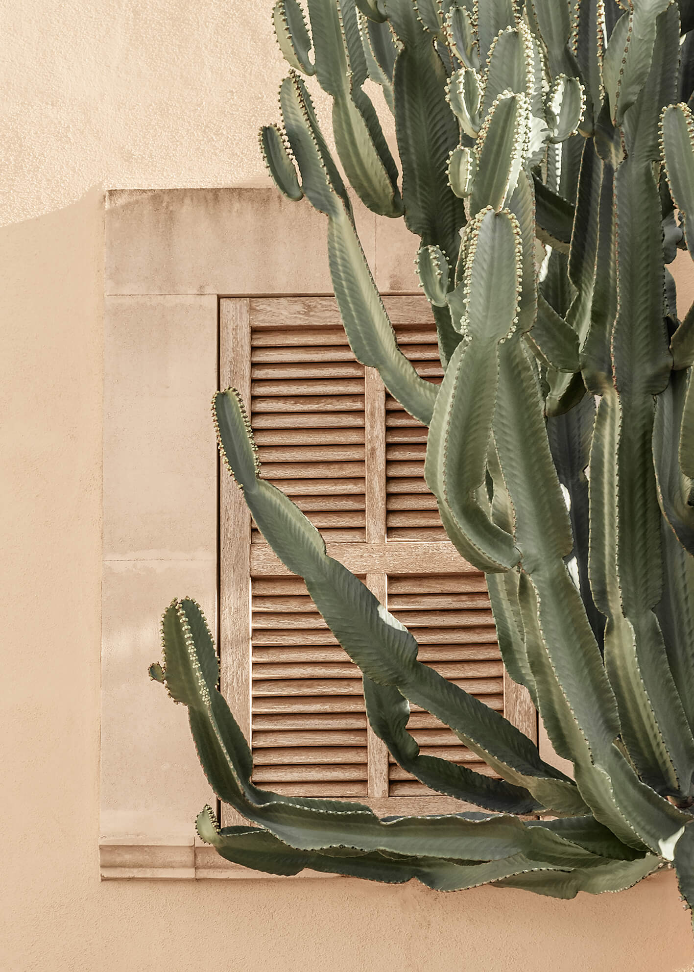 Canvastavla - Mediterranean Cactus