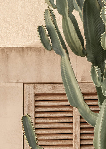 Canvastavla - Mediterranean Cactus
