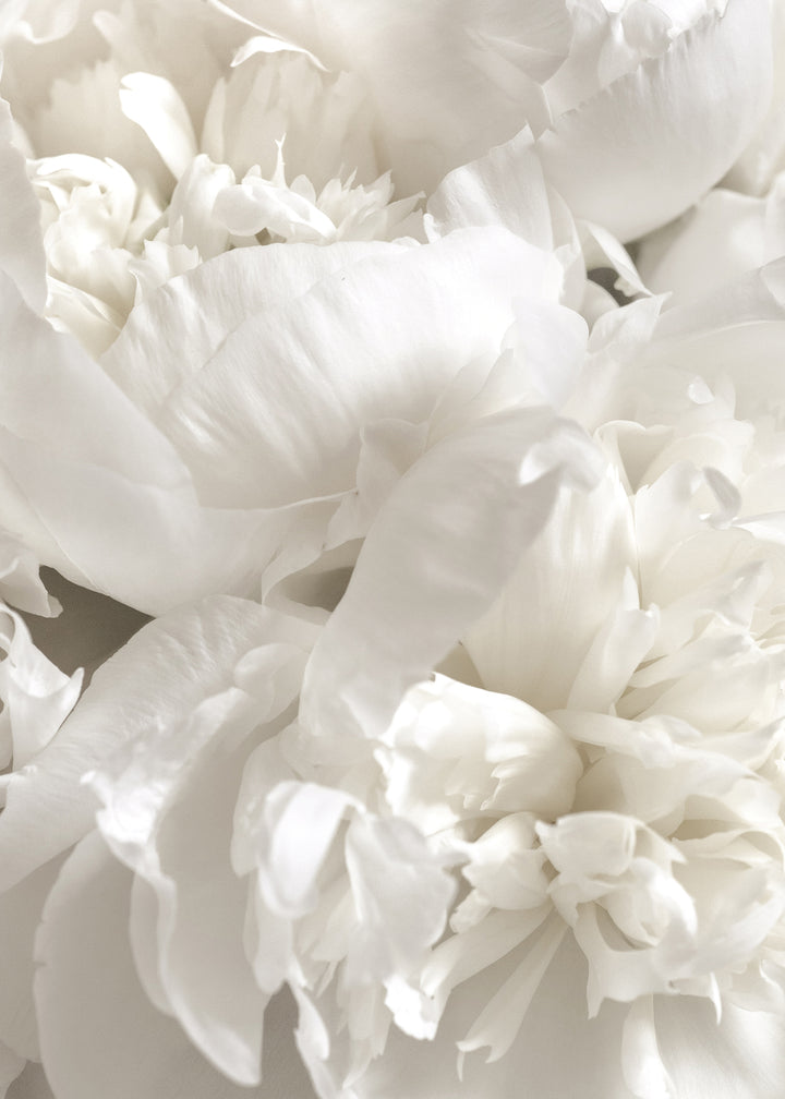Canvastavla - White Peonies