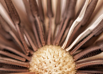 Canvastavla - Dry Dandelion