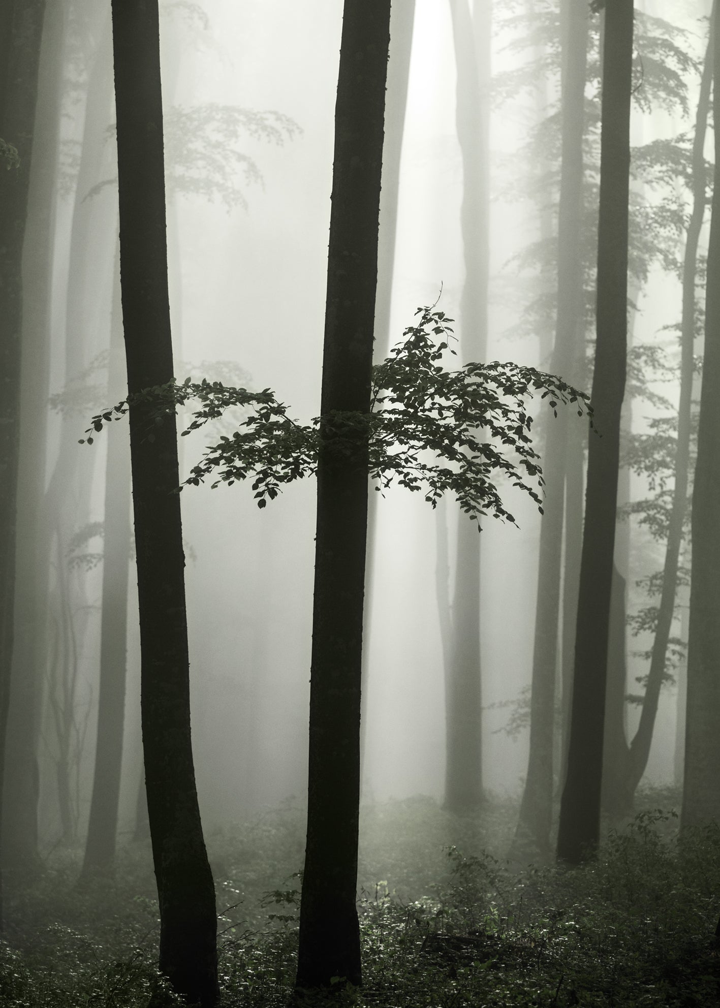 Canvastavla - Beech Forest