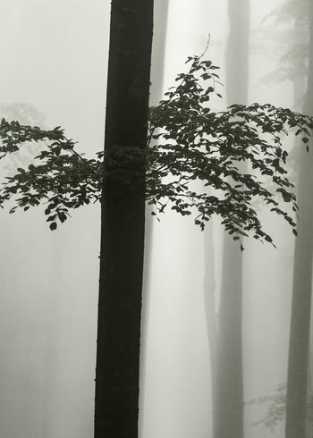 Canvastavla - Beech Forest