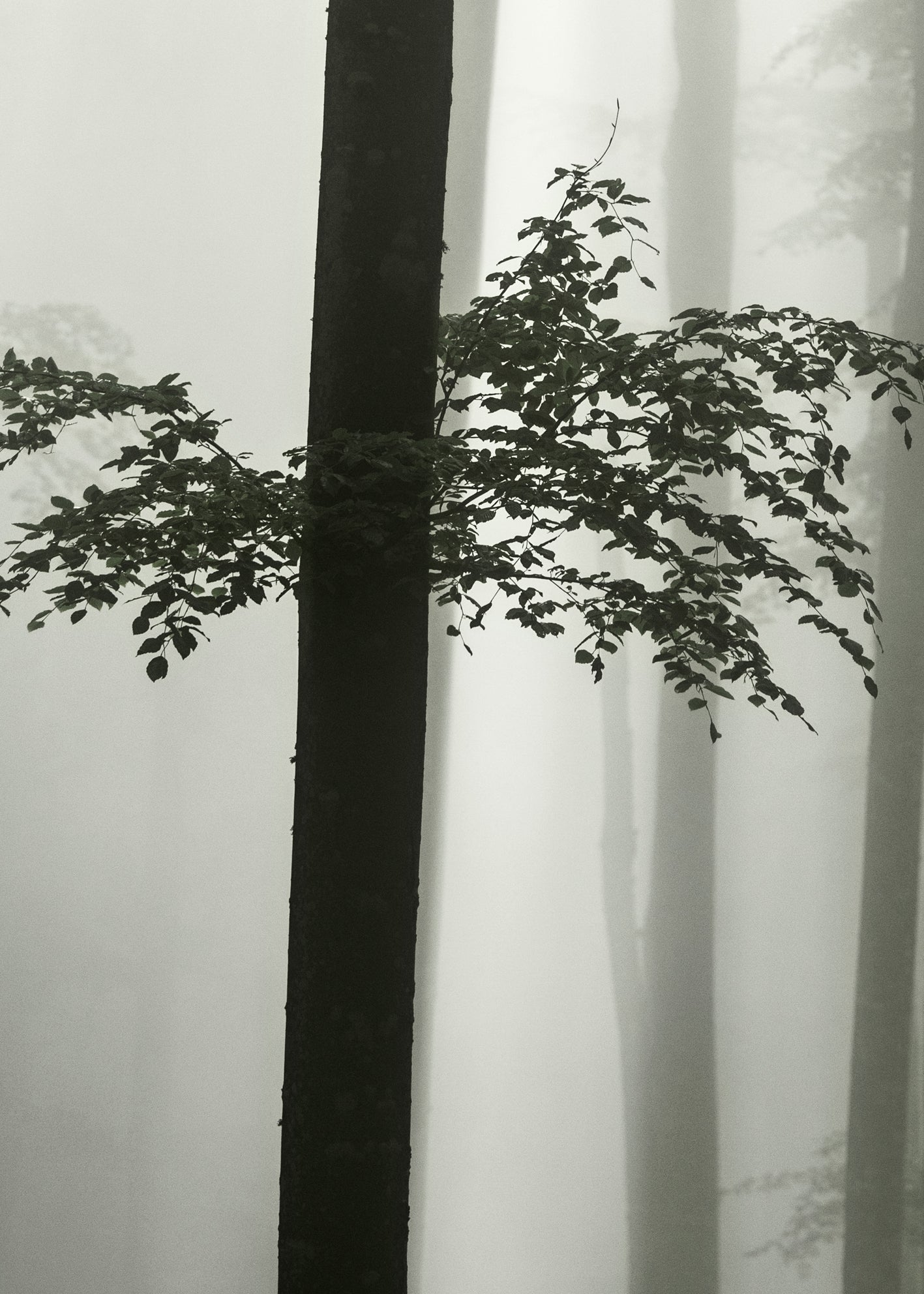 Canvastavla - Beech Forest