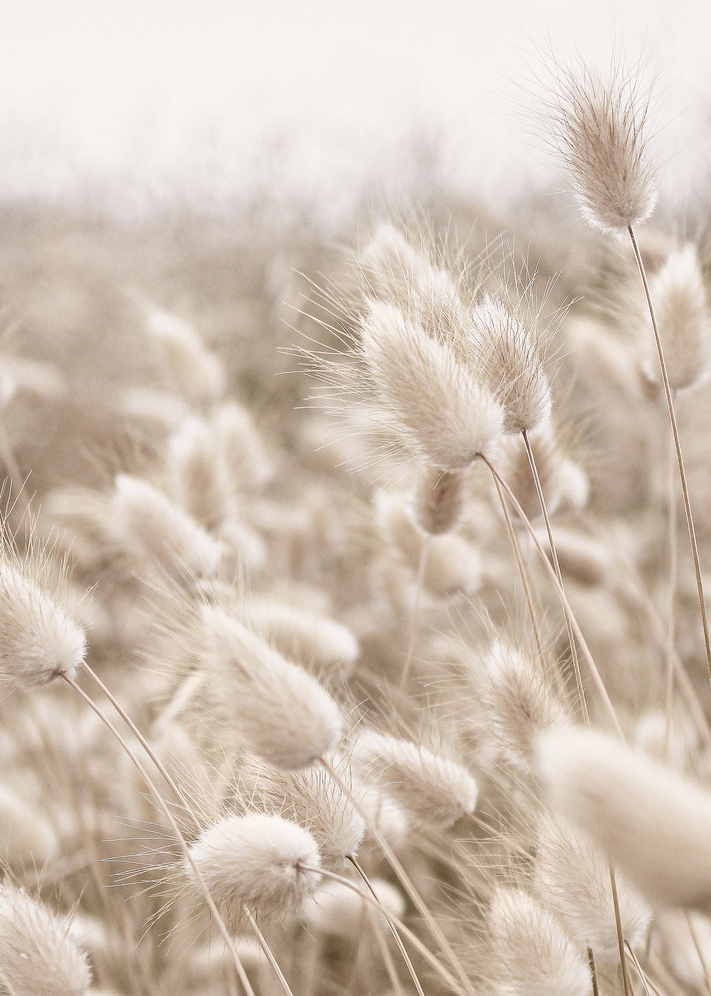 Canvastavla - Wind Fields