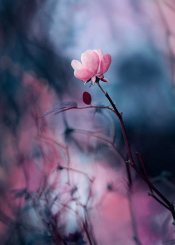 Canvastavla - Wild rose