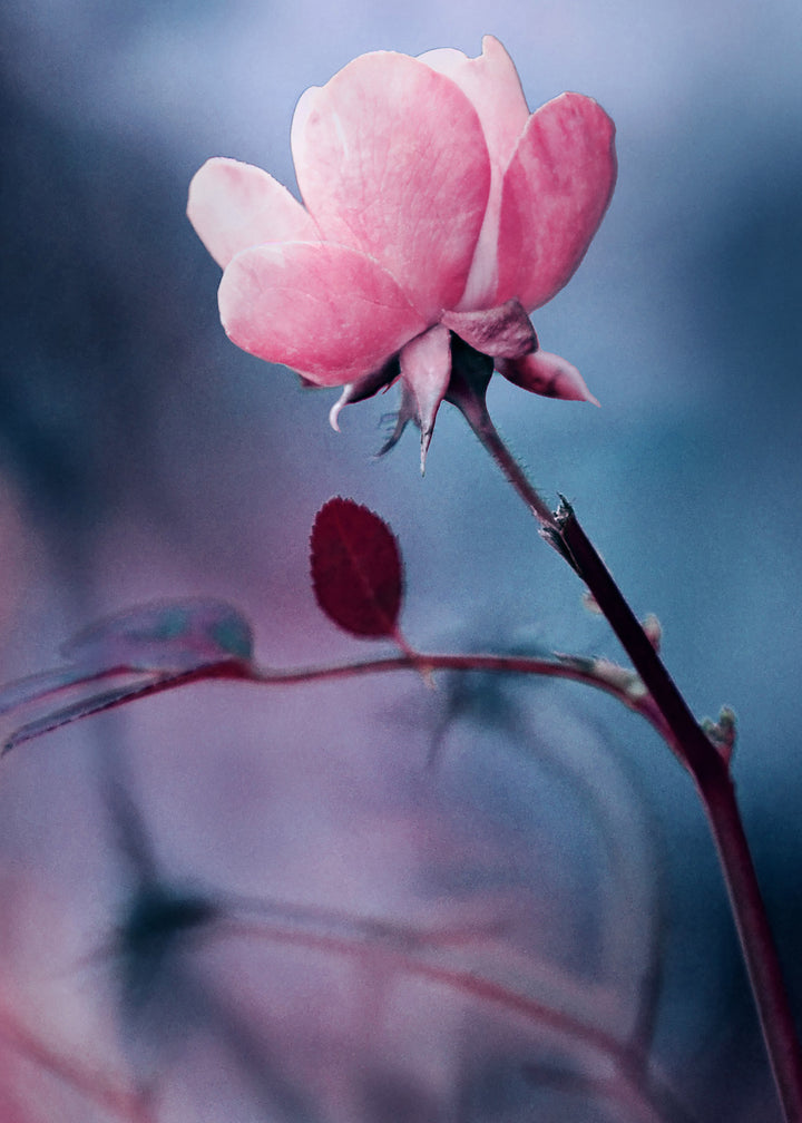Canvastavla - Wild rose