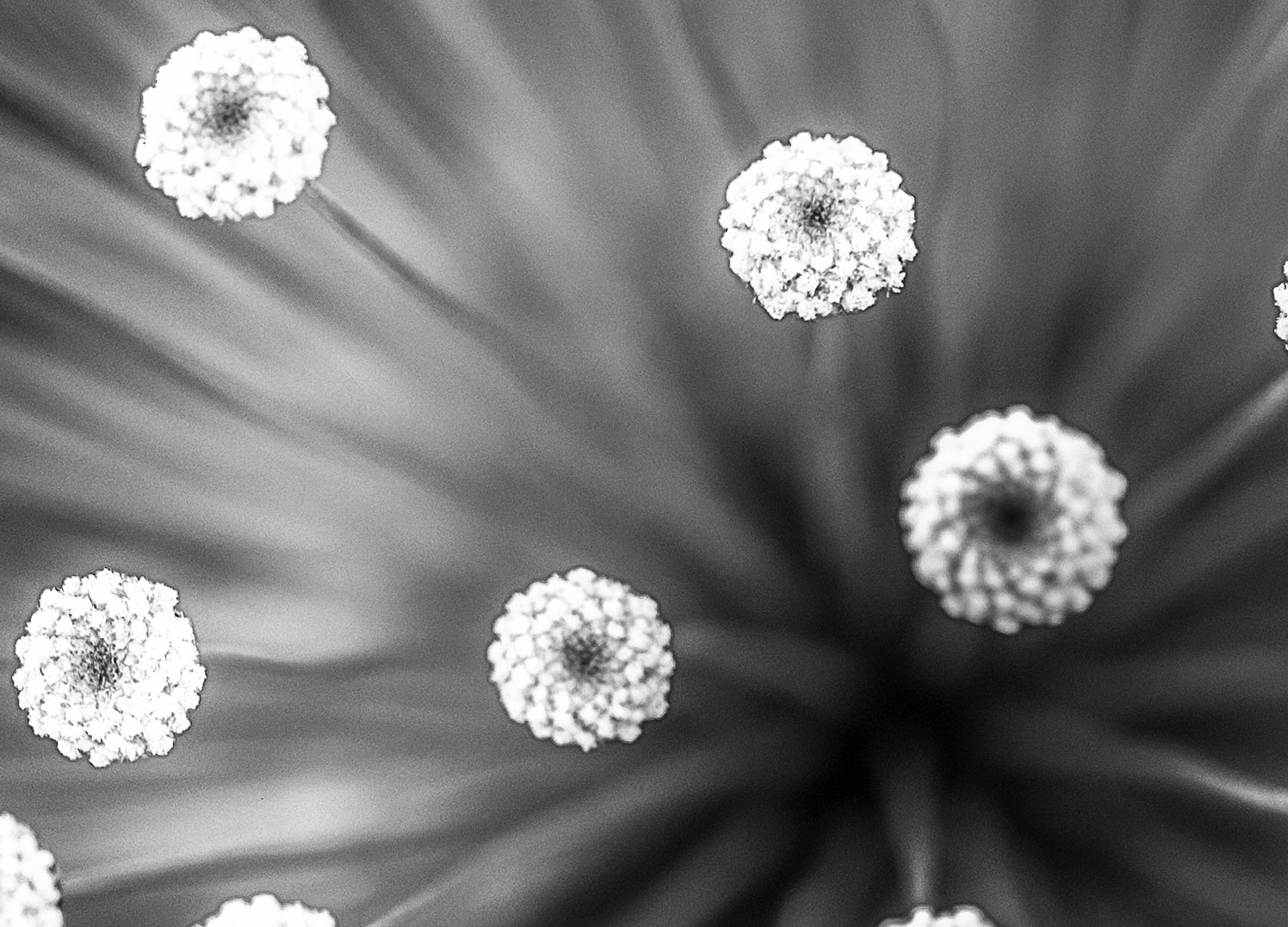Canvastavla - Black and white Dandelion