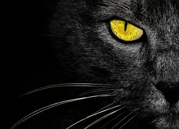 Canvastavla - Black cat