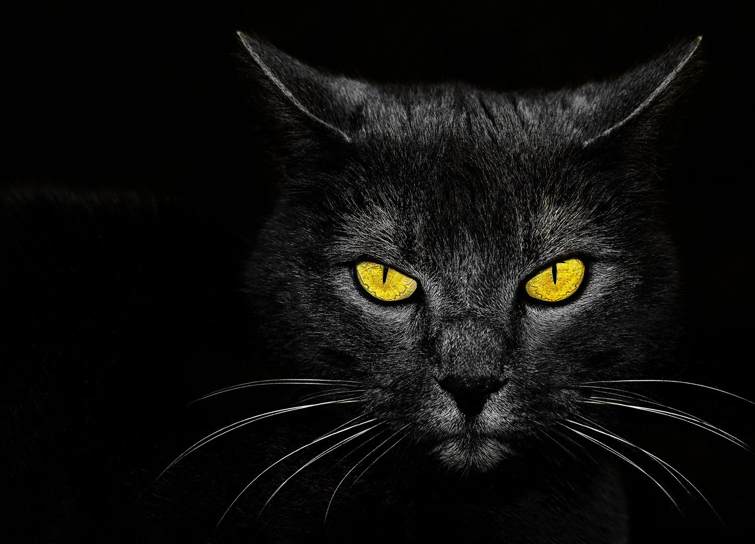 Canvastavla - Black cat