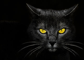 Canvastavla - Black cat