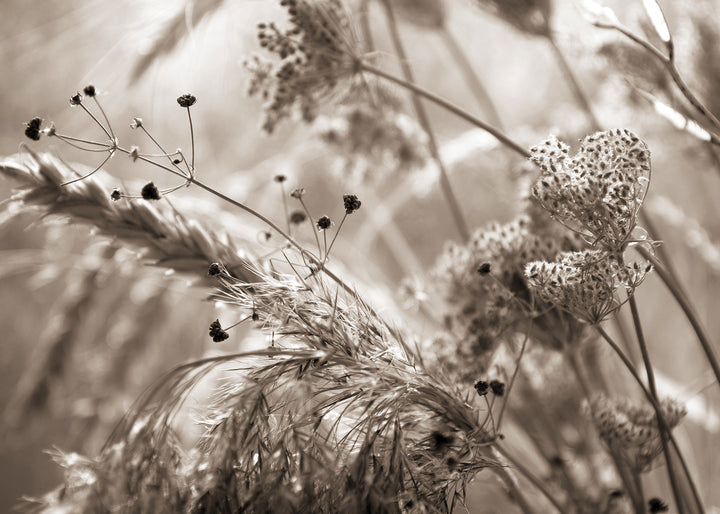 Canvastavla - Mildness