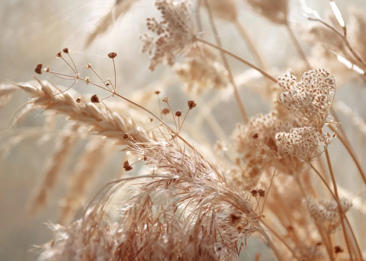 Canvastavla - Pampas Grass Close Up