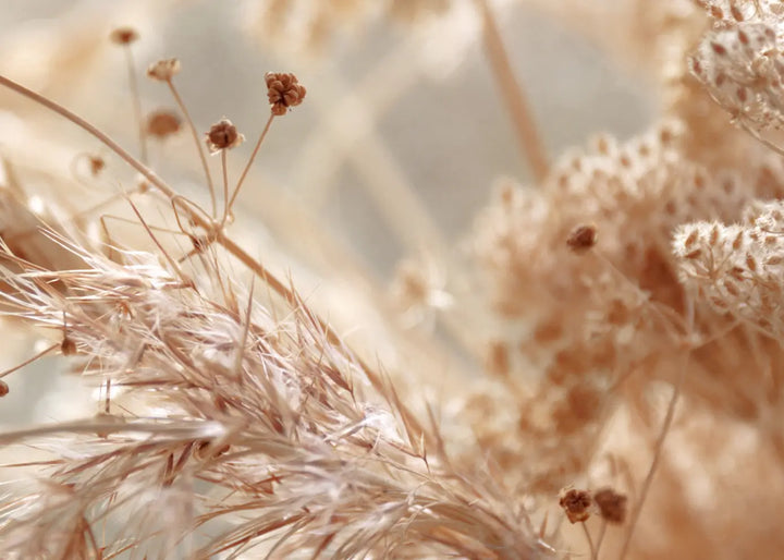 Canvastavla - Pampas Grass Close Up
